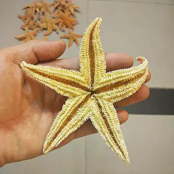 2vnt Natūralių Džiovintų Jūros Žvaigždė 